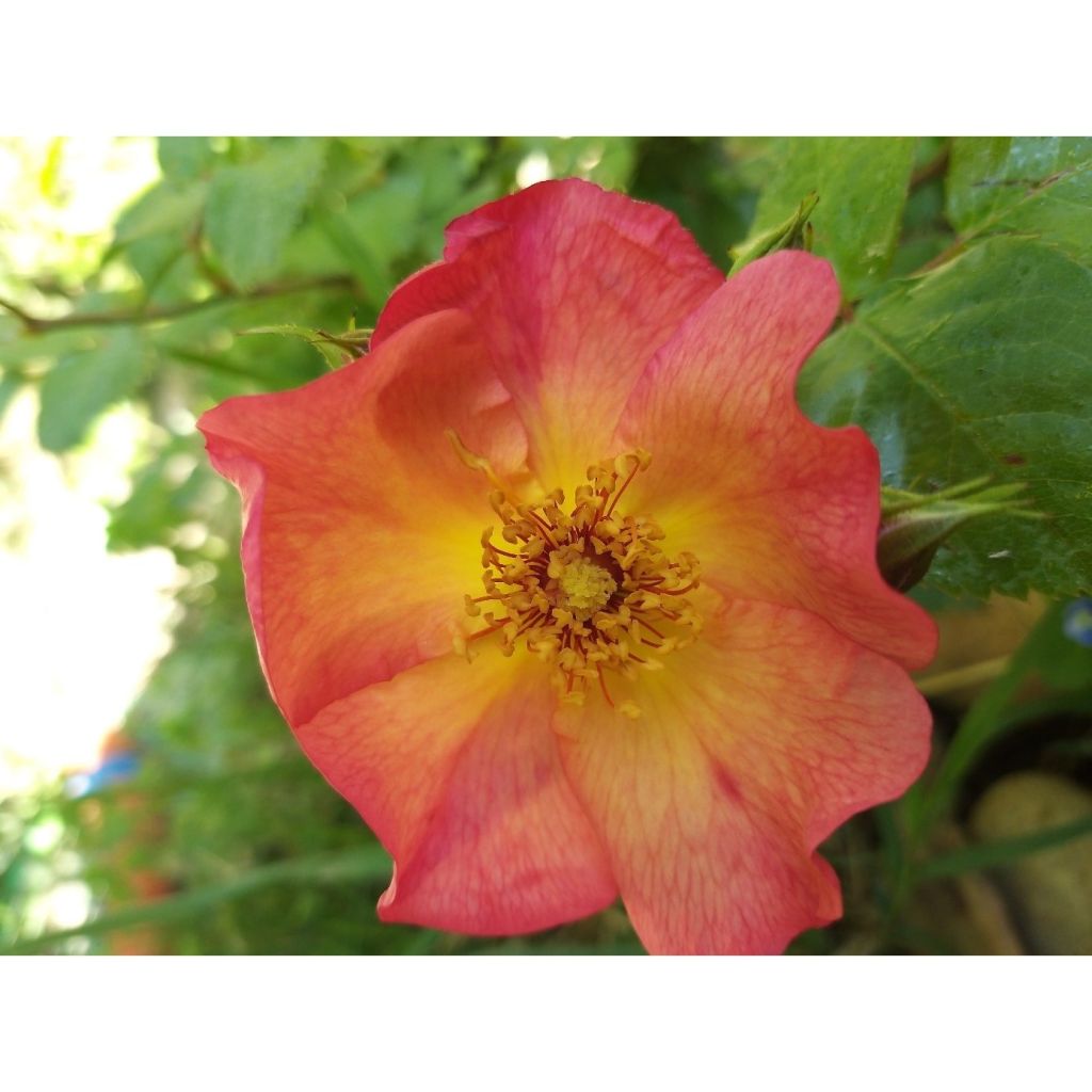 Rosa  Yann Arthus-Bertrand - Shrub Rose