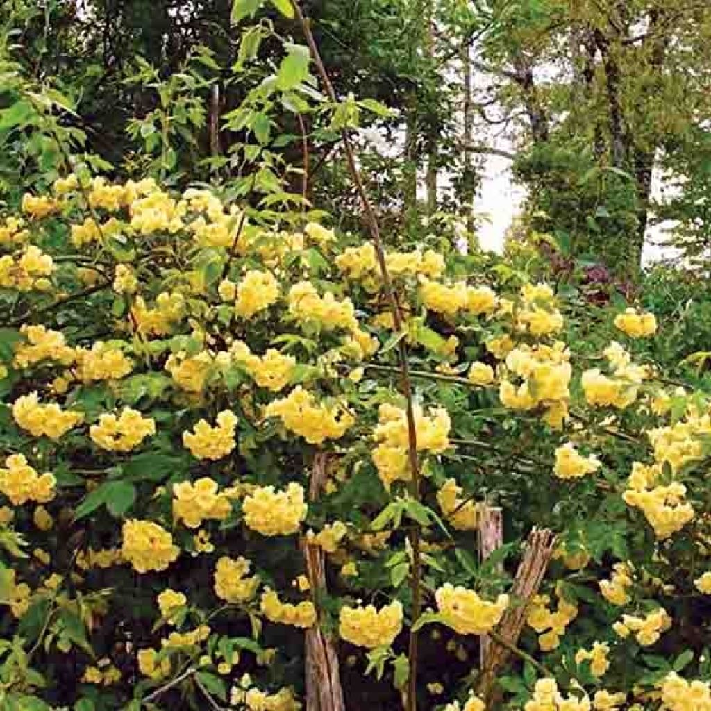 Rosa banksiae 'Lutea' - Rambling Rose