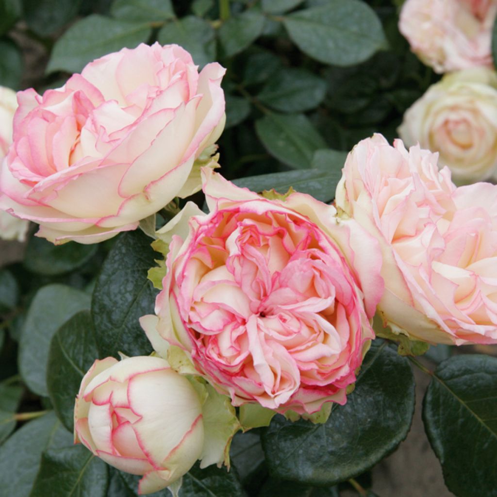 Rosa 'Biedermeier' - Hybrid Tea Rose