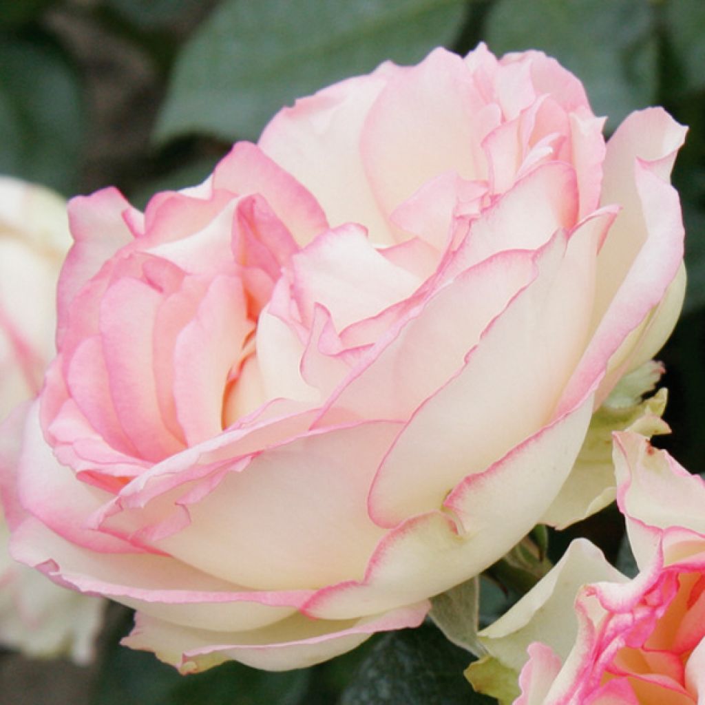 Rosa 'Biedermeier' - Hybrid Tea Rose