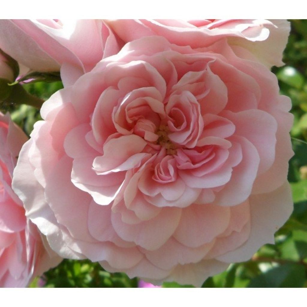 Rosa 'Bonica' - Standard Rose - 90/100cm