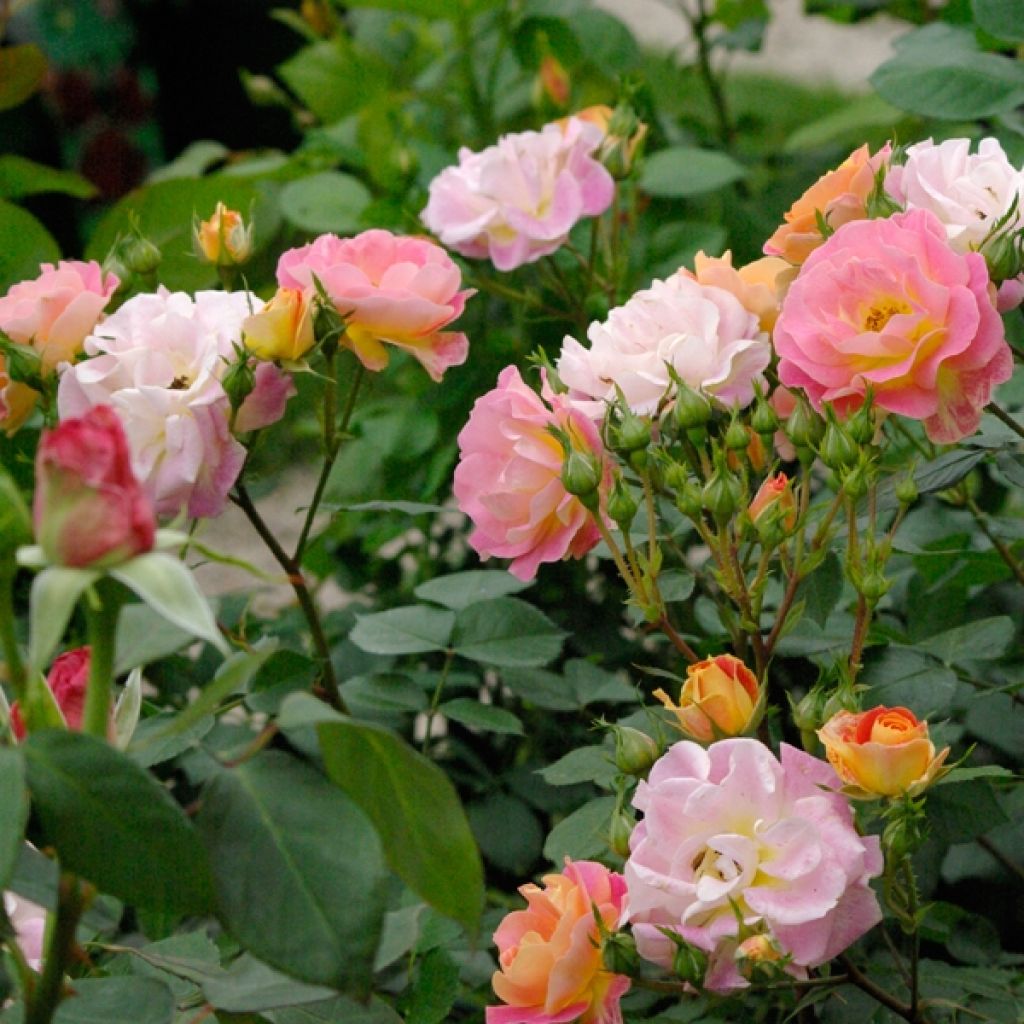 Rosa x polyantha Bordure Camaïeu delcapo - Dwarf Shrub Rose