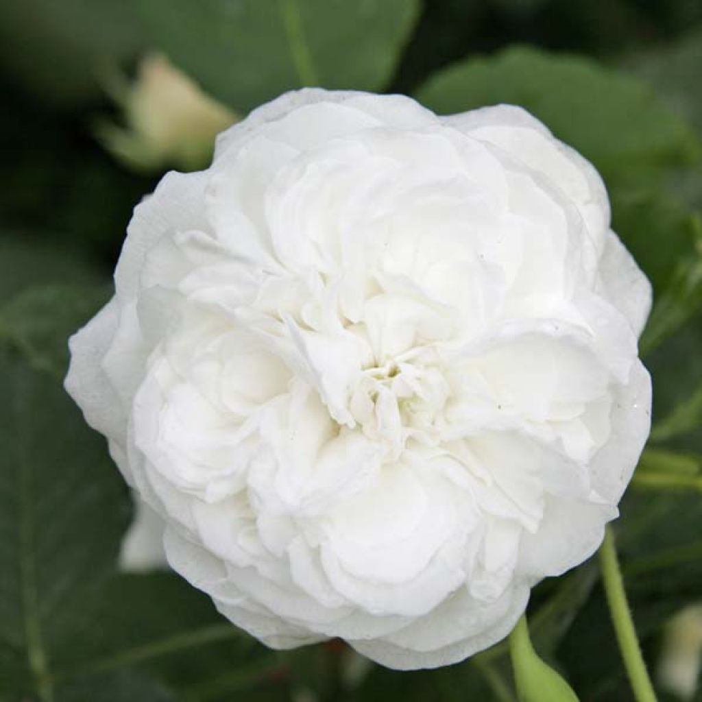 Rosa  Boule de Neige