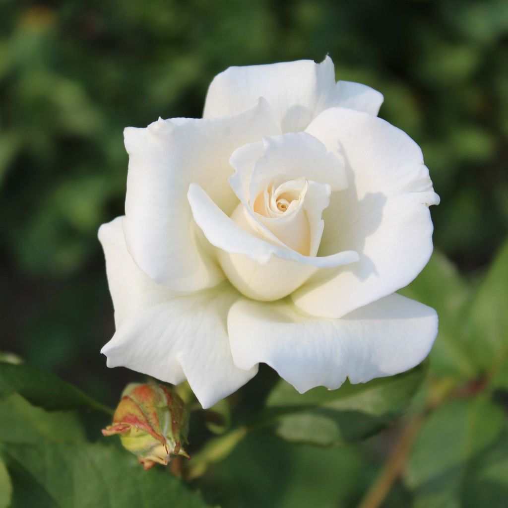 Rosa Pascali - Hybrid Tea Rose