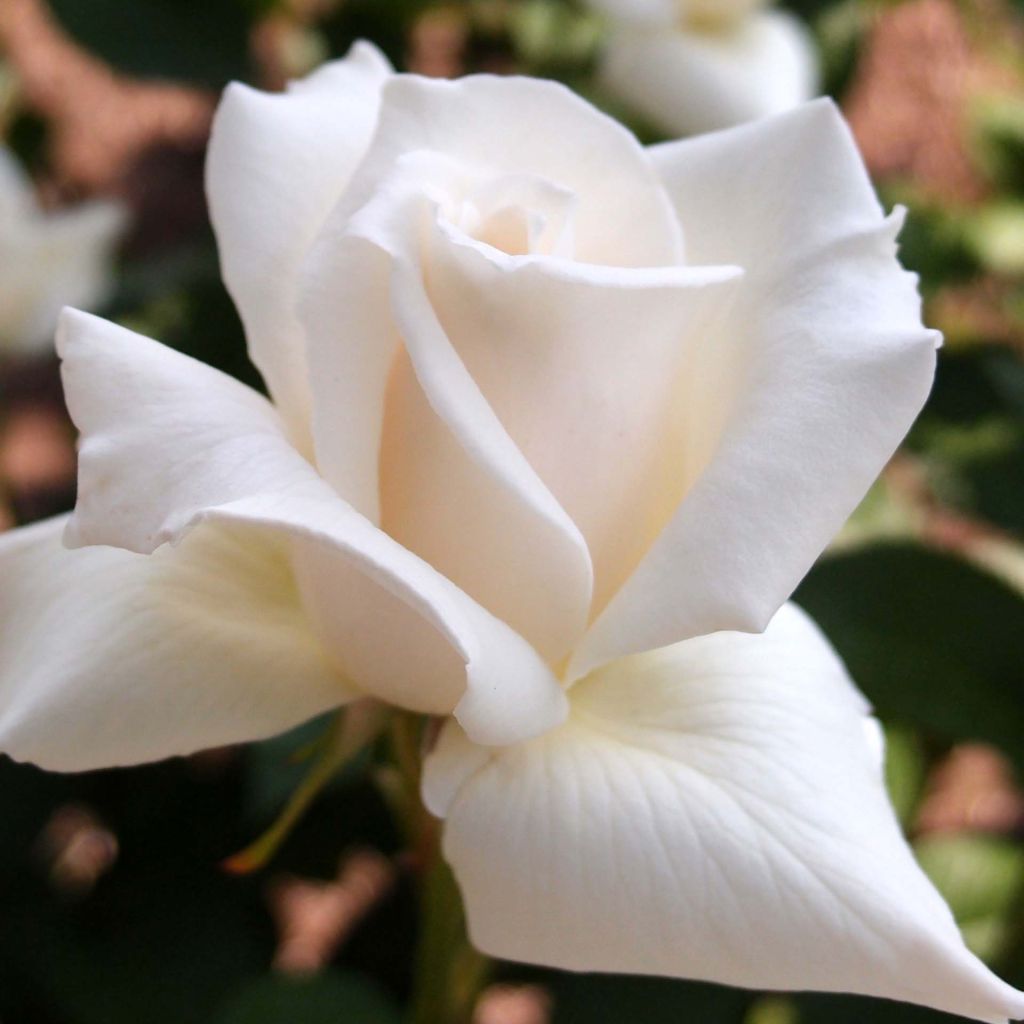 Rosa Pascali - Hybrid Tea Rose