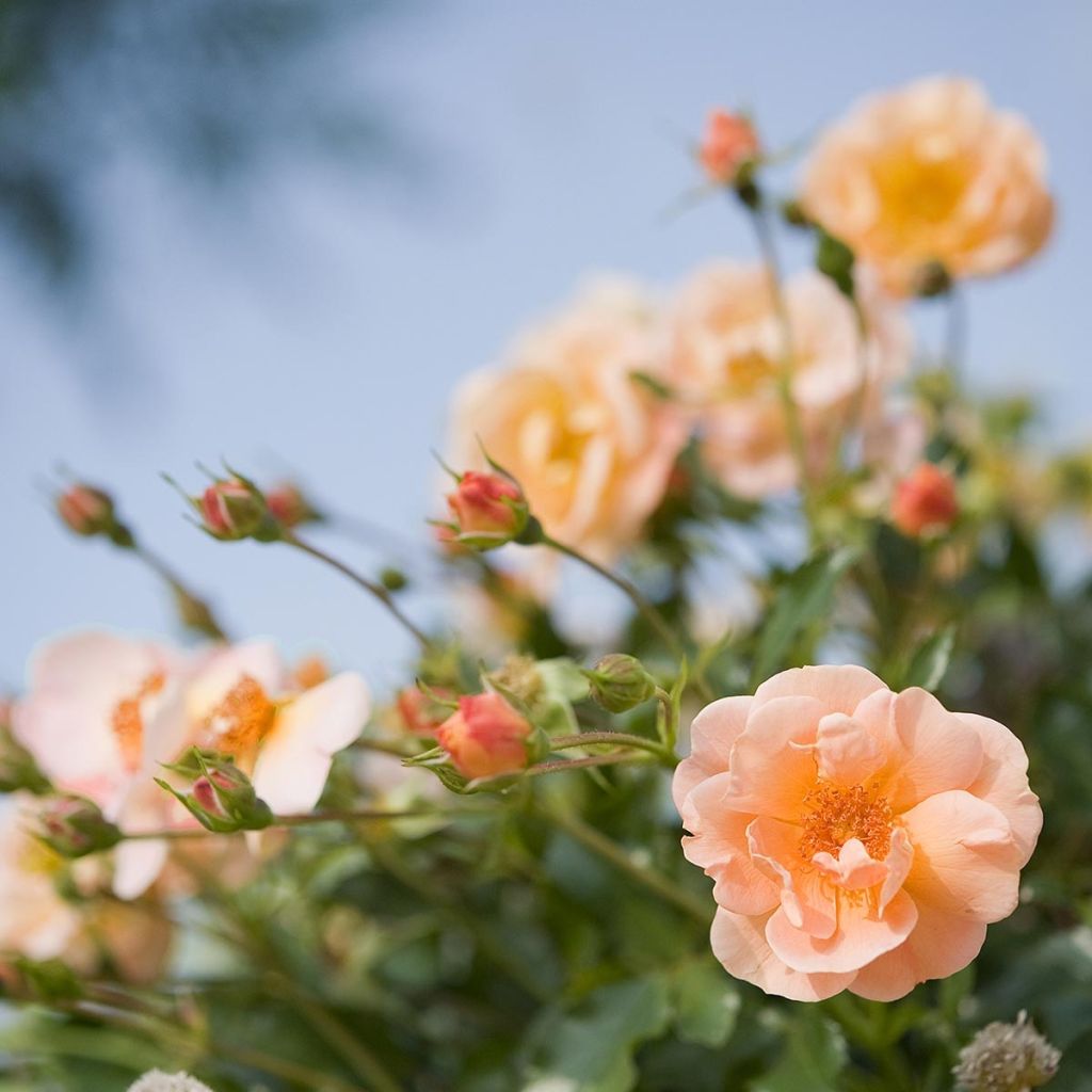 Rosa x floribunda Decorosier Calizia - Standard Rose