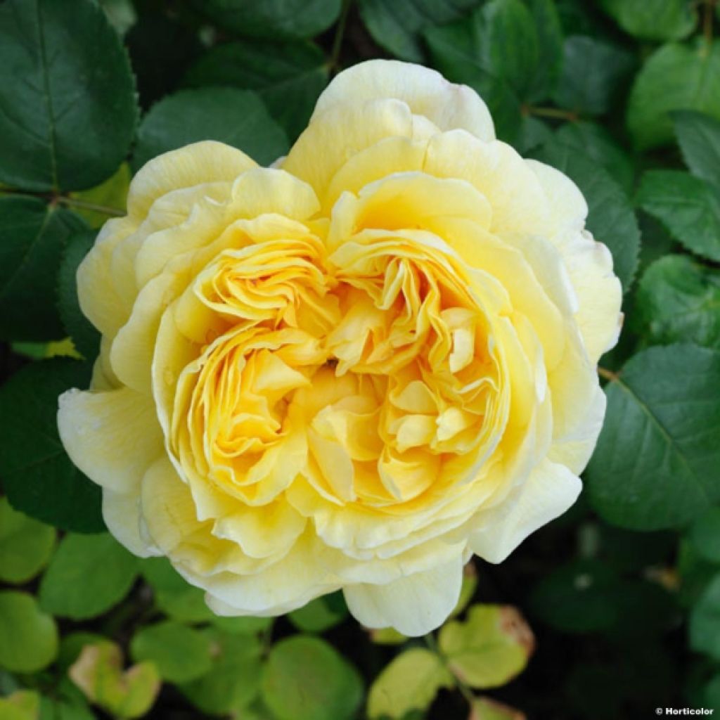 Rosier David Austin Charles Darwin® - Auspeet