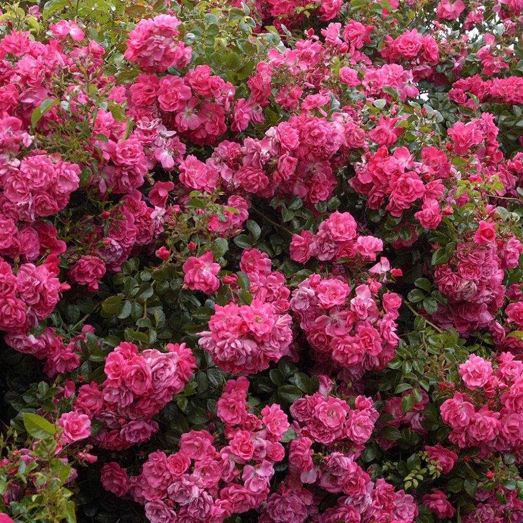 Rosa 'Country Dream' - Groundcover Rose