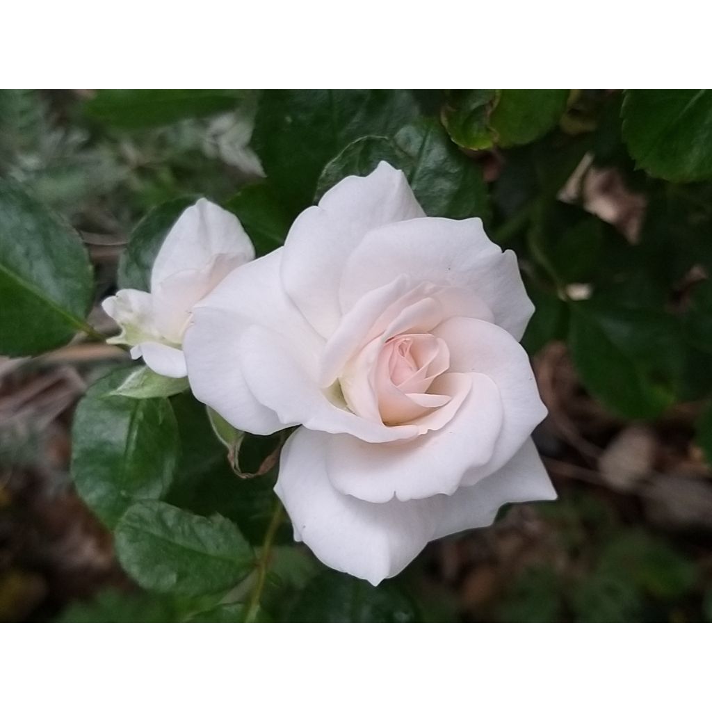 Rosa Aspirin Rose - Floribunda Rose