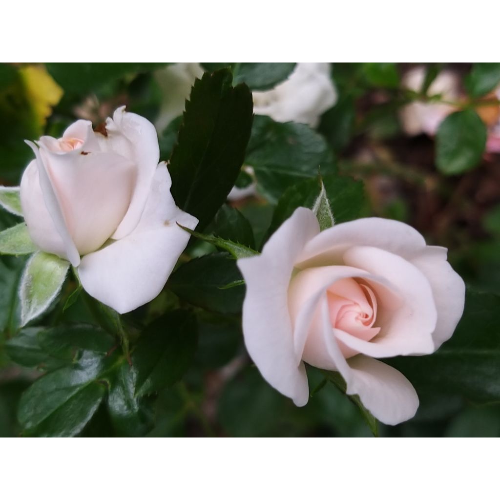 Rosa Aspirin Rose - Floribunda Rose