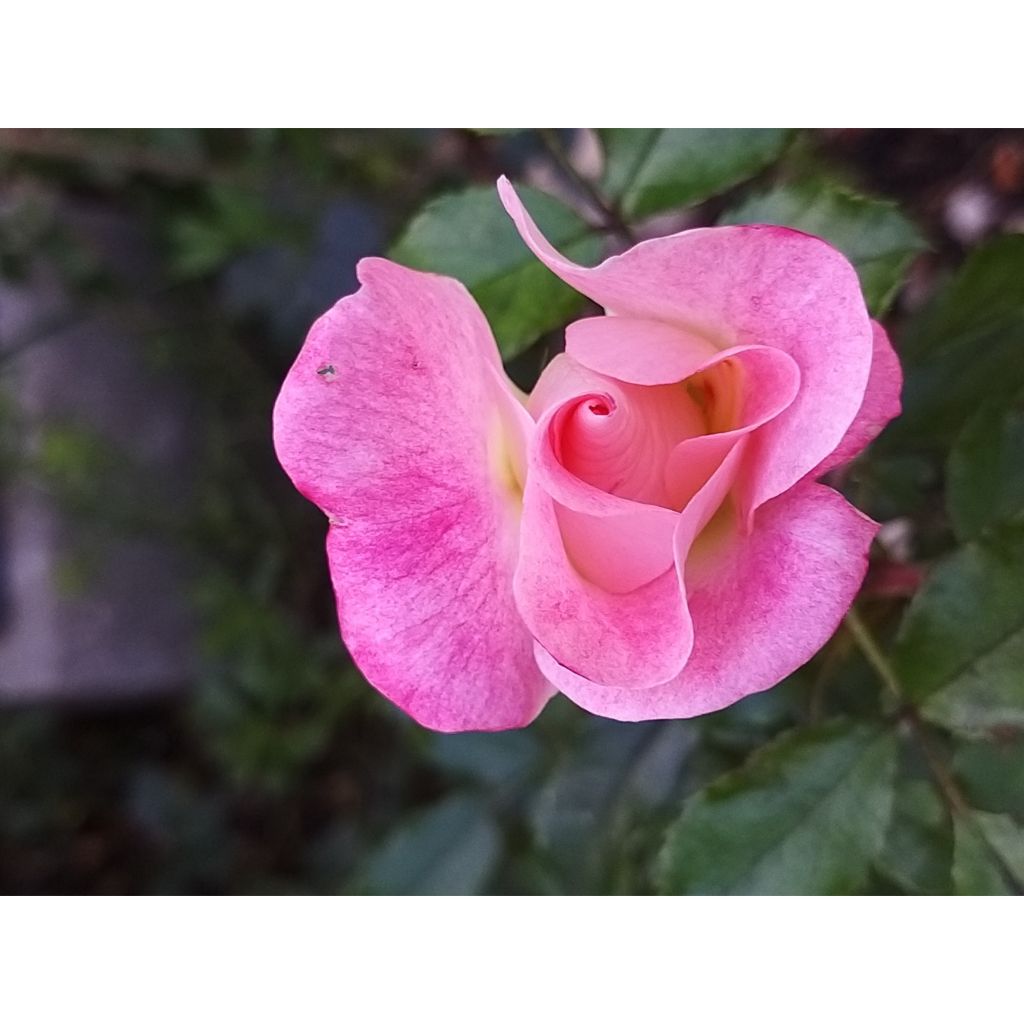 Rosa Dolomiti - ground cover rose