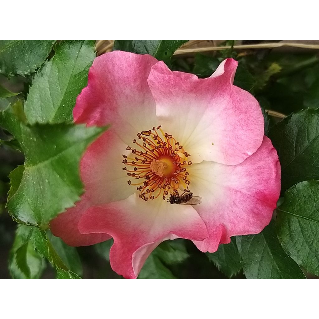 Rosa Dolomiti - ground cover rose