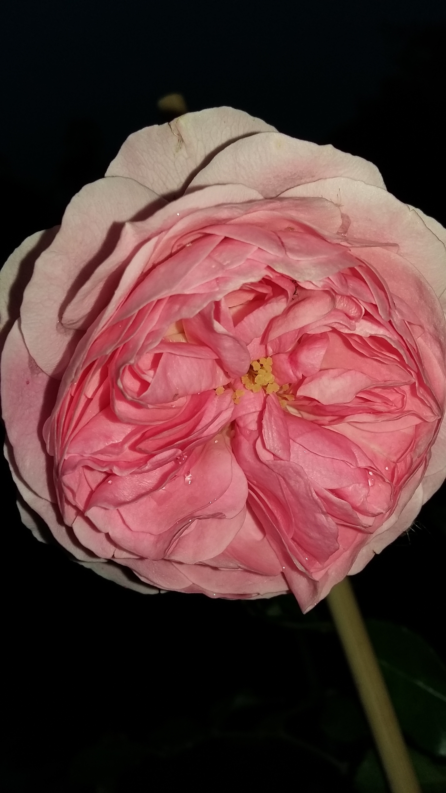 Rosa  Urban Streetlight Larissa - groundcover rose
