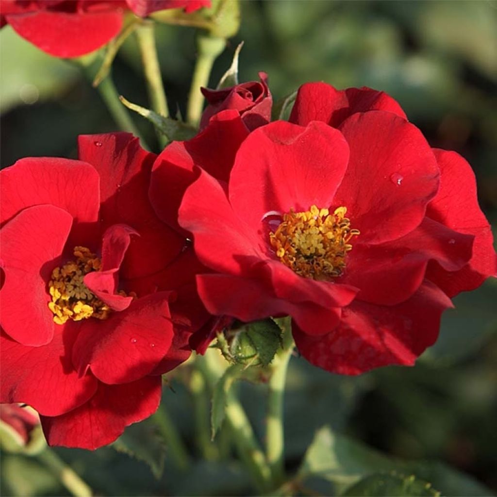 Rosa x polyantha Urban Streetlight Marondo - Groundcover Rose