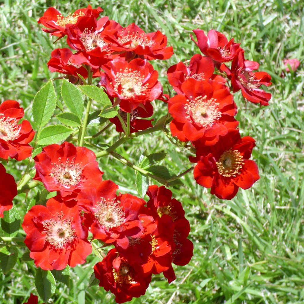 Rosa Tapis Rouge - Groundcover Shrub Rose