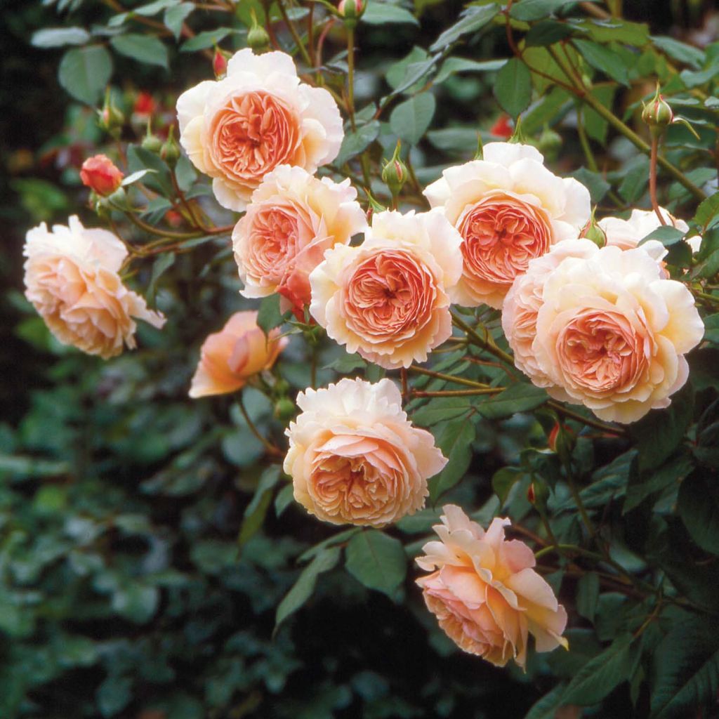 Rosa  A Shropshire Lad - English Rose