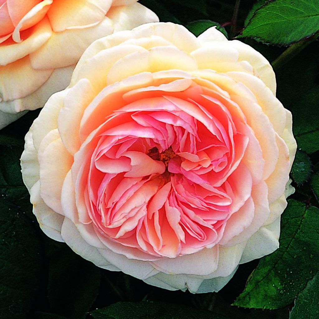 Rosa  A Shropshire Lad - English Rose