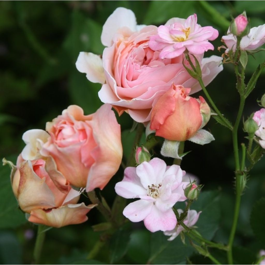 Rosa  A Shropshire Lad - English Rose