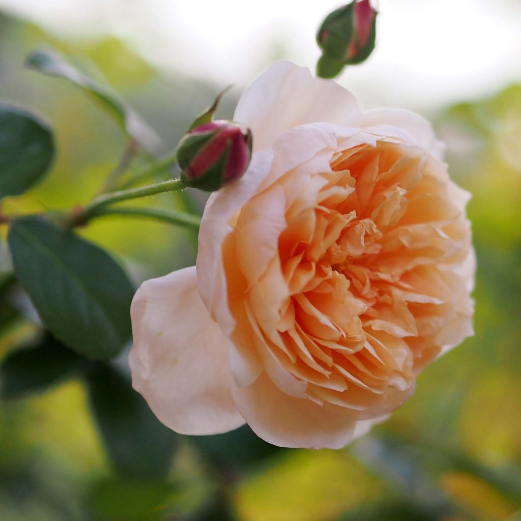 Rosa Abraham Darby