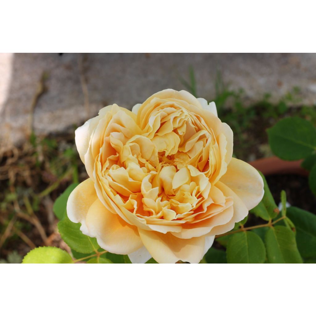 Rosa Charles Darwin- English Rose