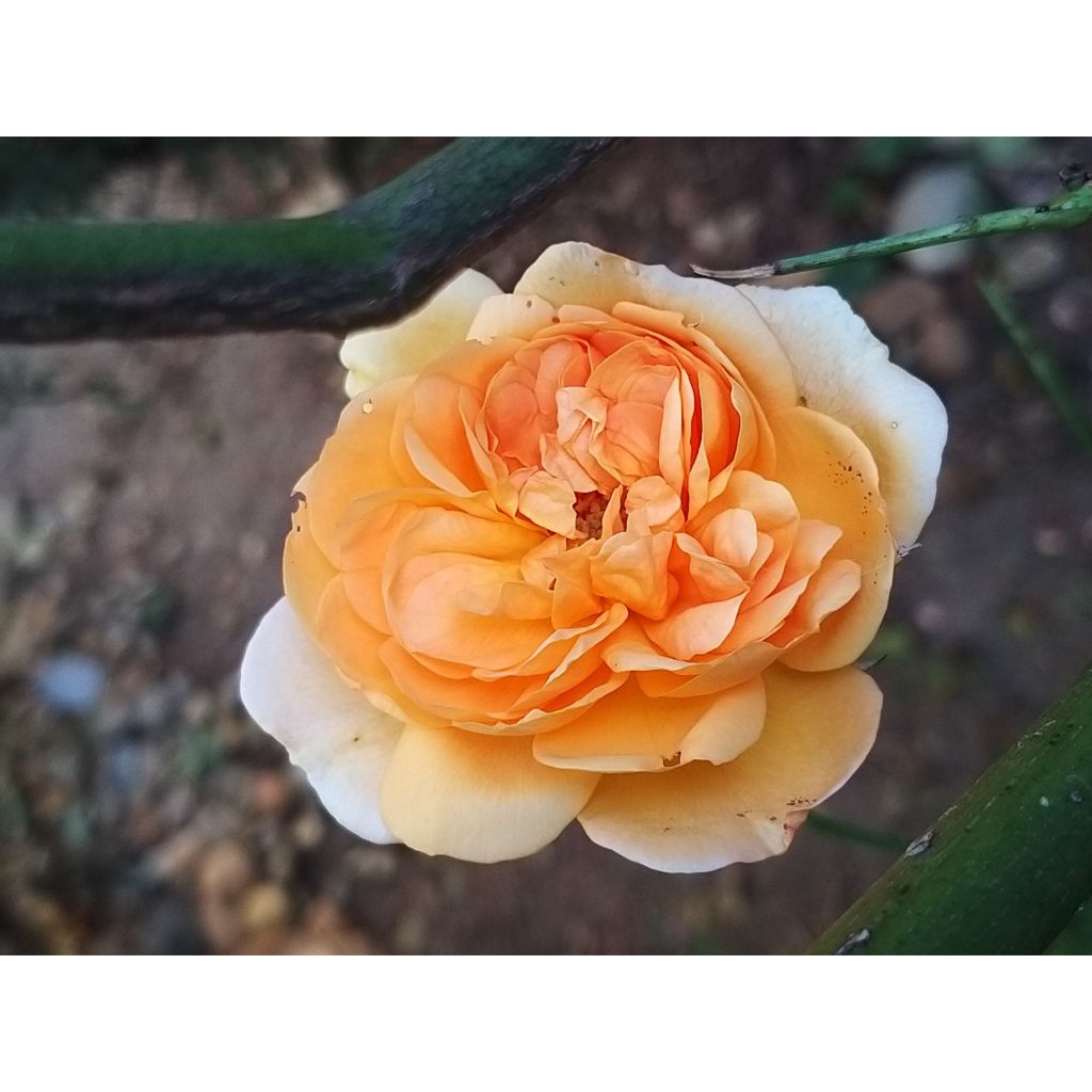 Rosa Dame Judi Dench - Hybrid Musk Rose