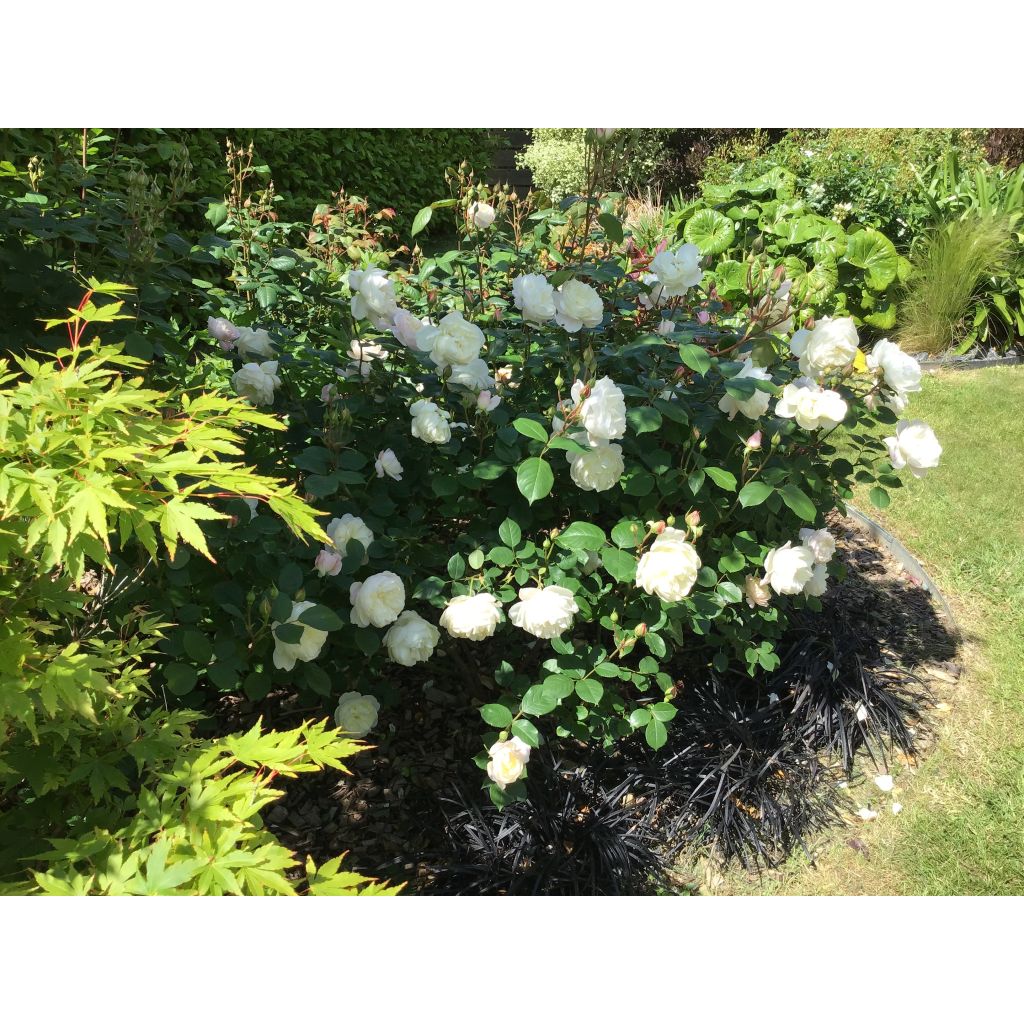 Rosa 'Desdemona' - English Rose