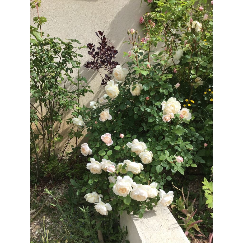 Rosa 'Desdemona' - English Rose