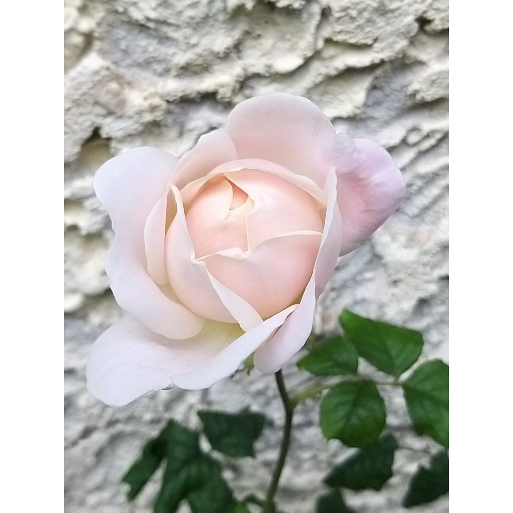 Rosa 'Desdemona' - English Rose