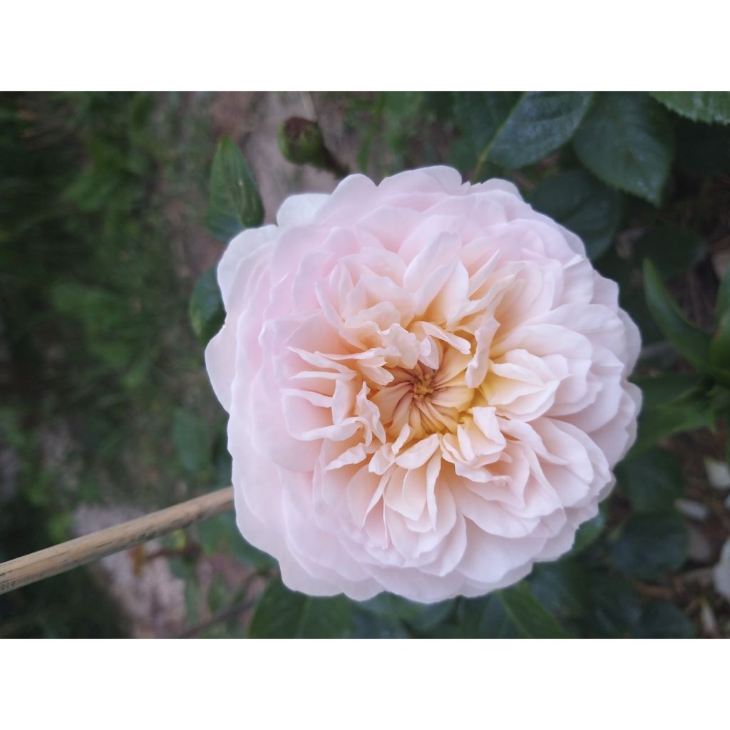 Rosa 'Emily Brontë' - English Rose