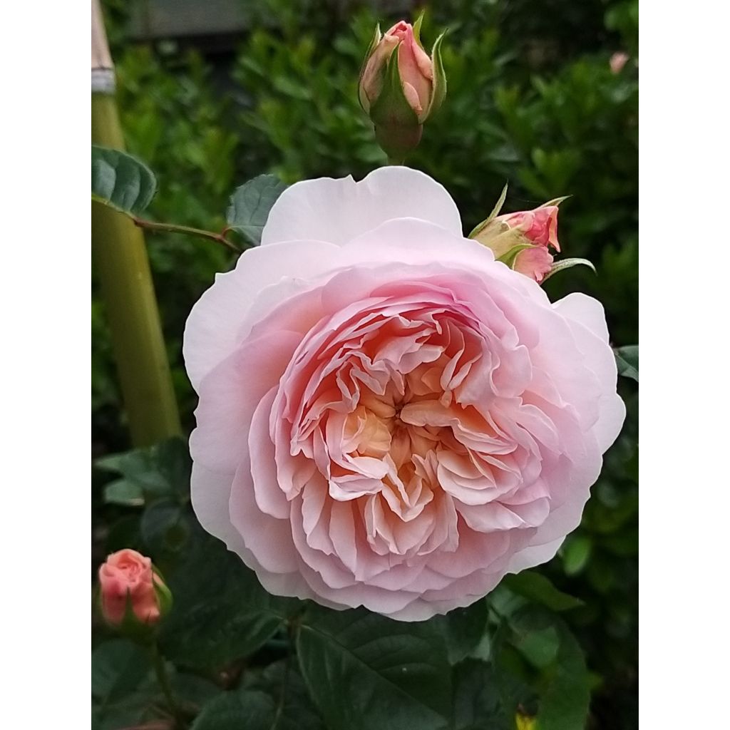 Rosa 'Emily Brontë' - English Rose