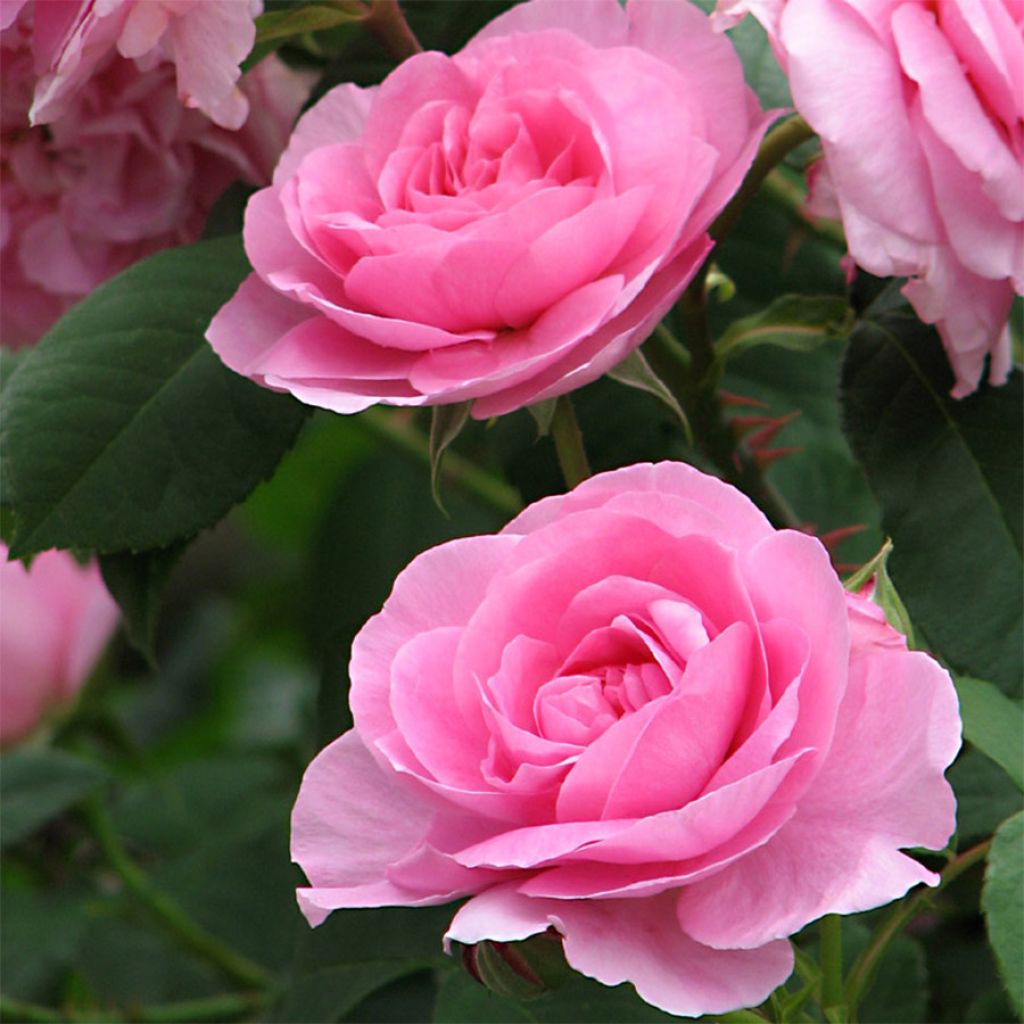 Rosa  Gertrude Jekyll - English Rose