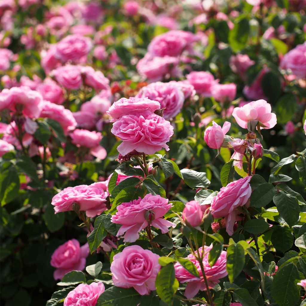 Rosa  Gertrude Jekyll - English Rose