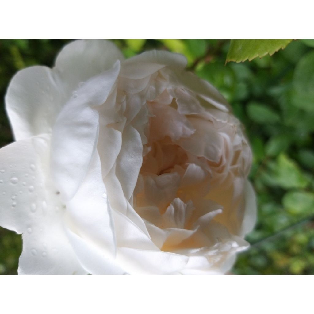 Rosa  Glamis Castle - Shrub Rose