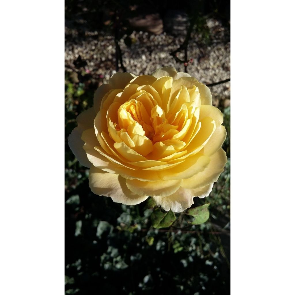 Rosa Golden Celebration