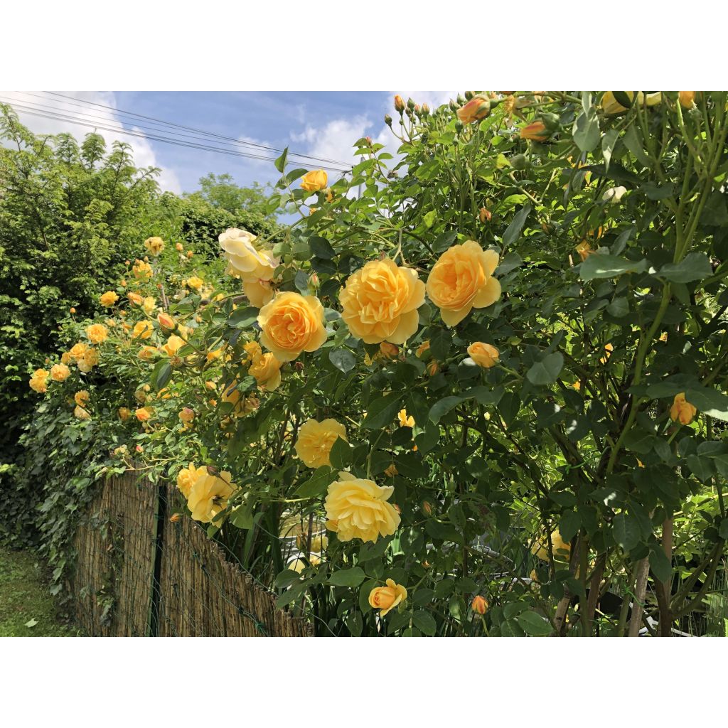 Rosa Golden Celebration