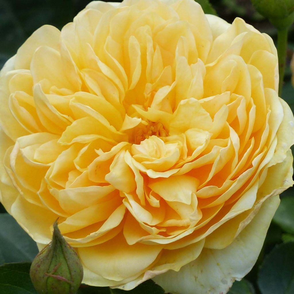 Rosa Graham Thomas - English Shrub Rose