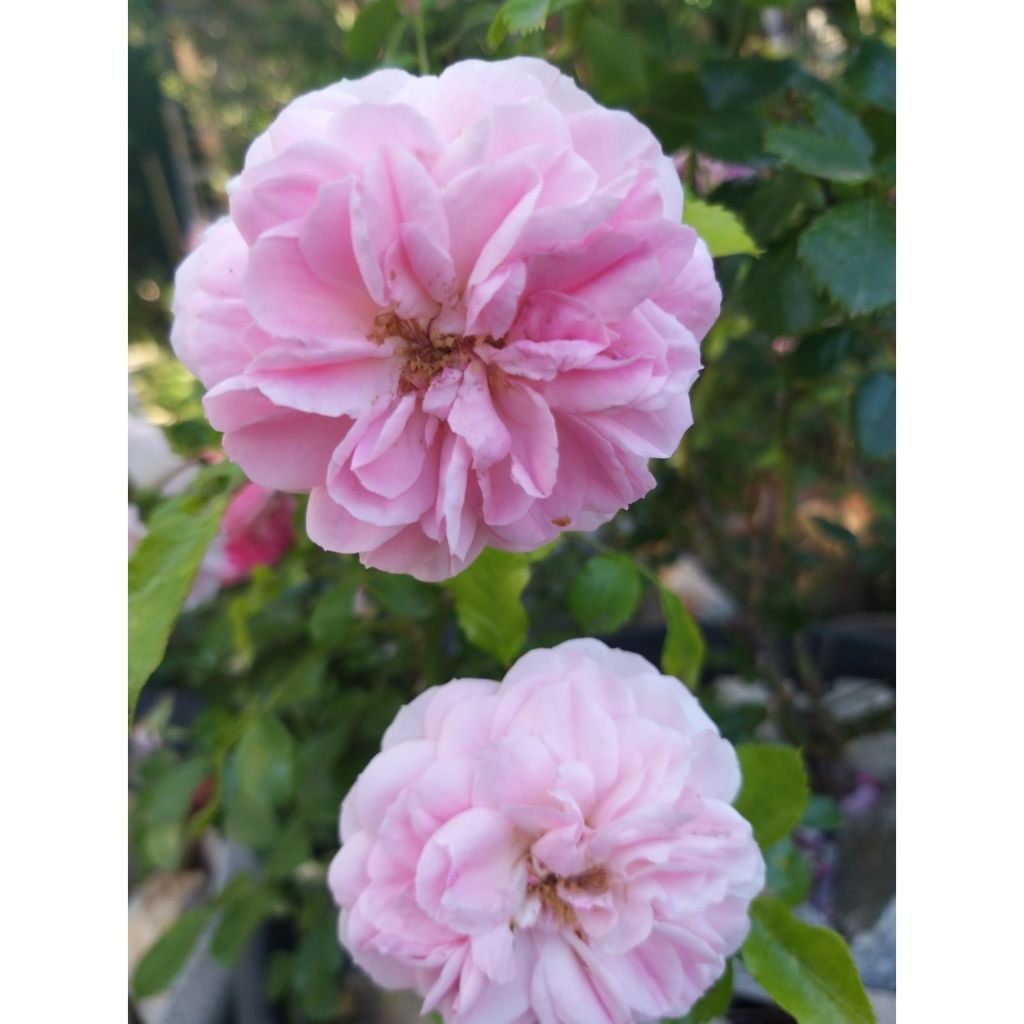 Rosa Harlow Carr - English Shrub Rose