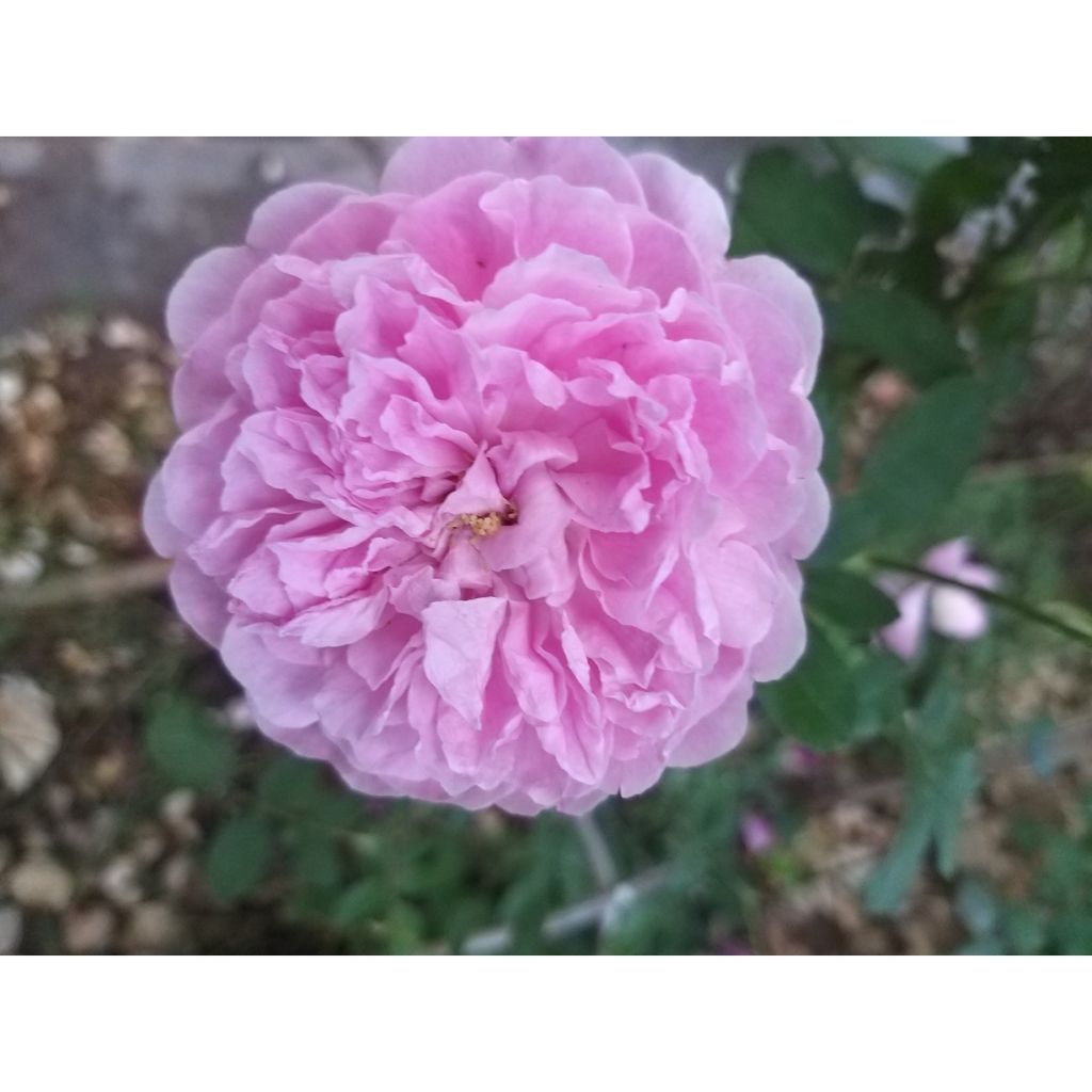 Rosa Harlow Carr - English Shrub Rose