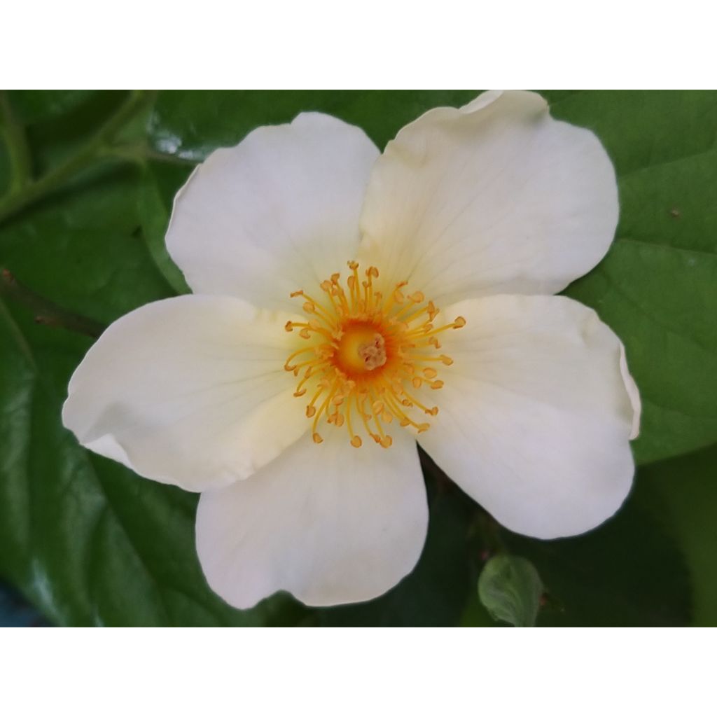 Rosa  Kew Gardens - Hybrid Musk Rose