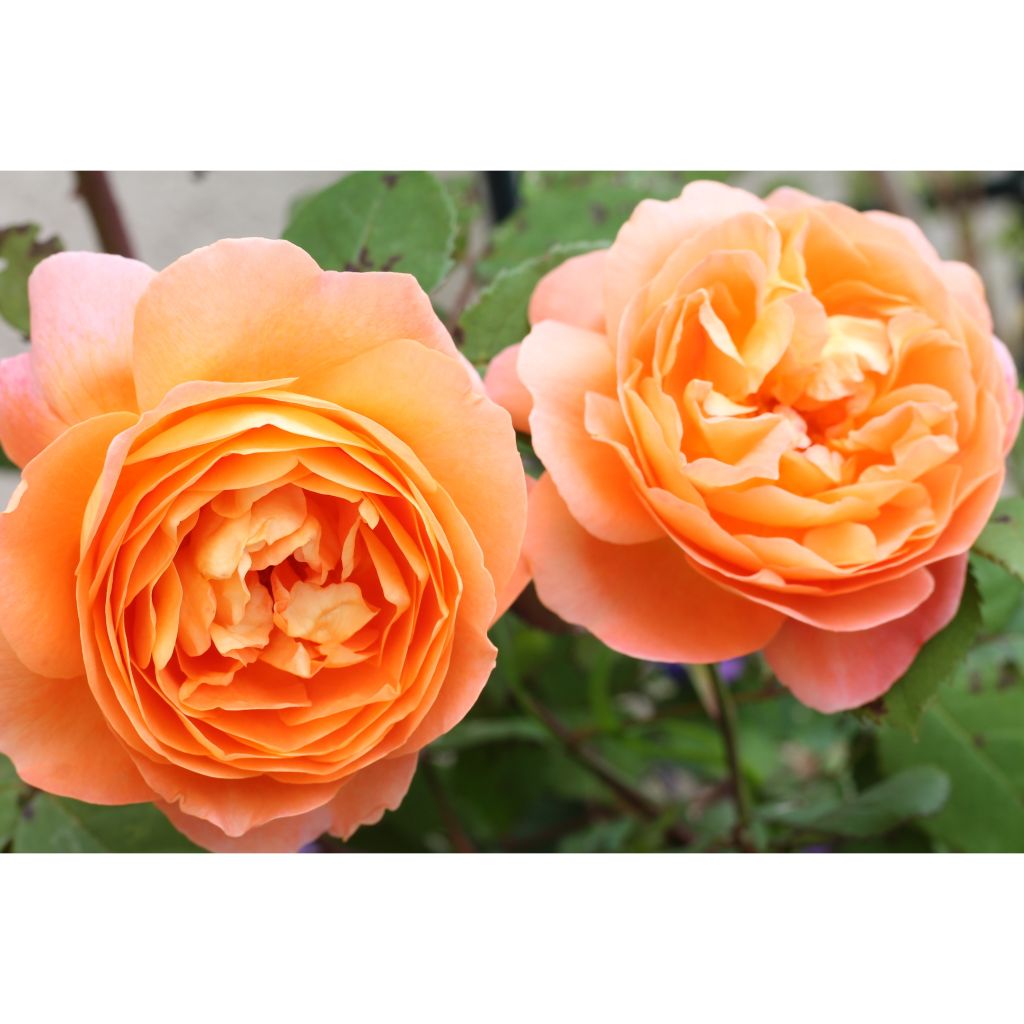 Rosa  Lady Emma Hamilton - English Shrub Rose