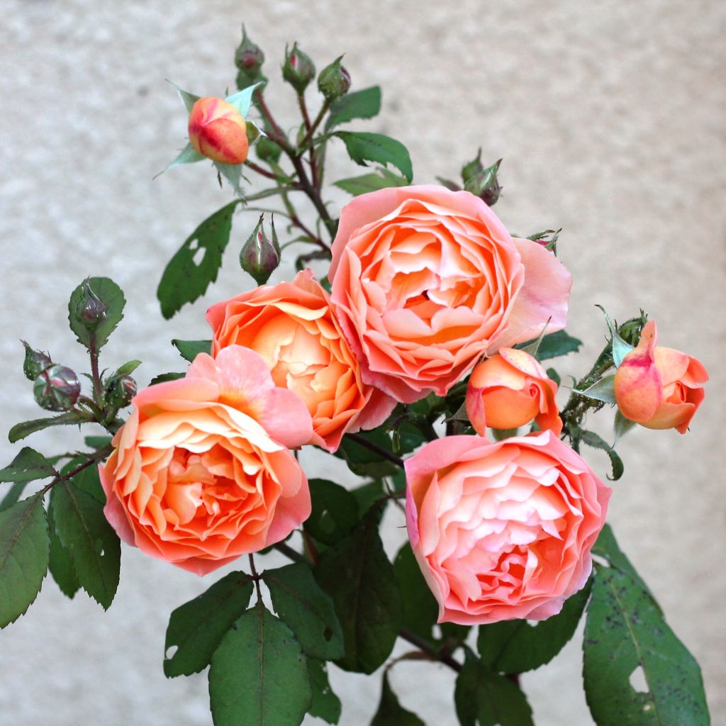 Rosa  Lady Emma Hamilton - English Shrub Rose