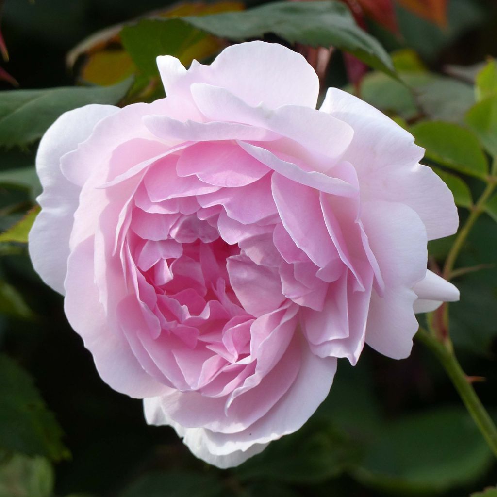 Rosa Lady Salisbury - English Shrub Rose