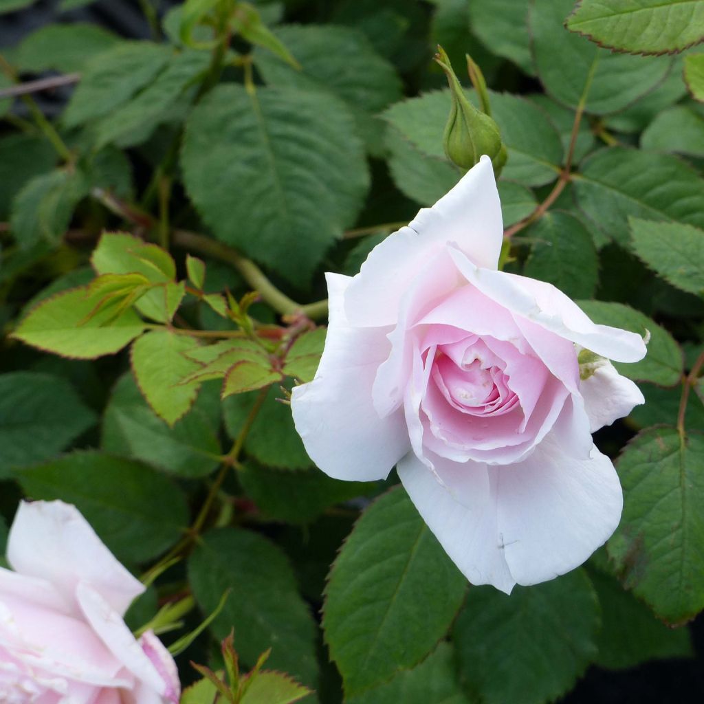 Rosa Lady Salisbury - English Shrub Rose