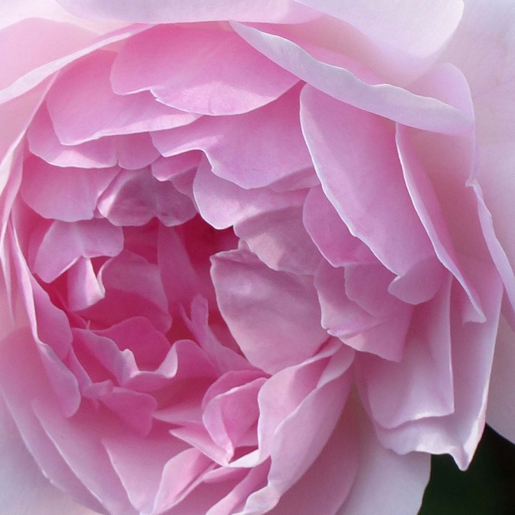 Rosa Lady Salisbury - English Shrub Rose