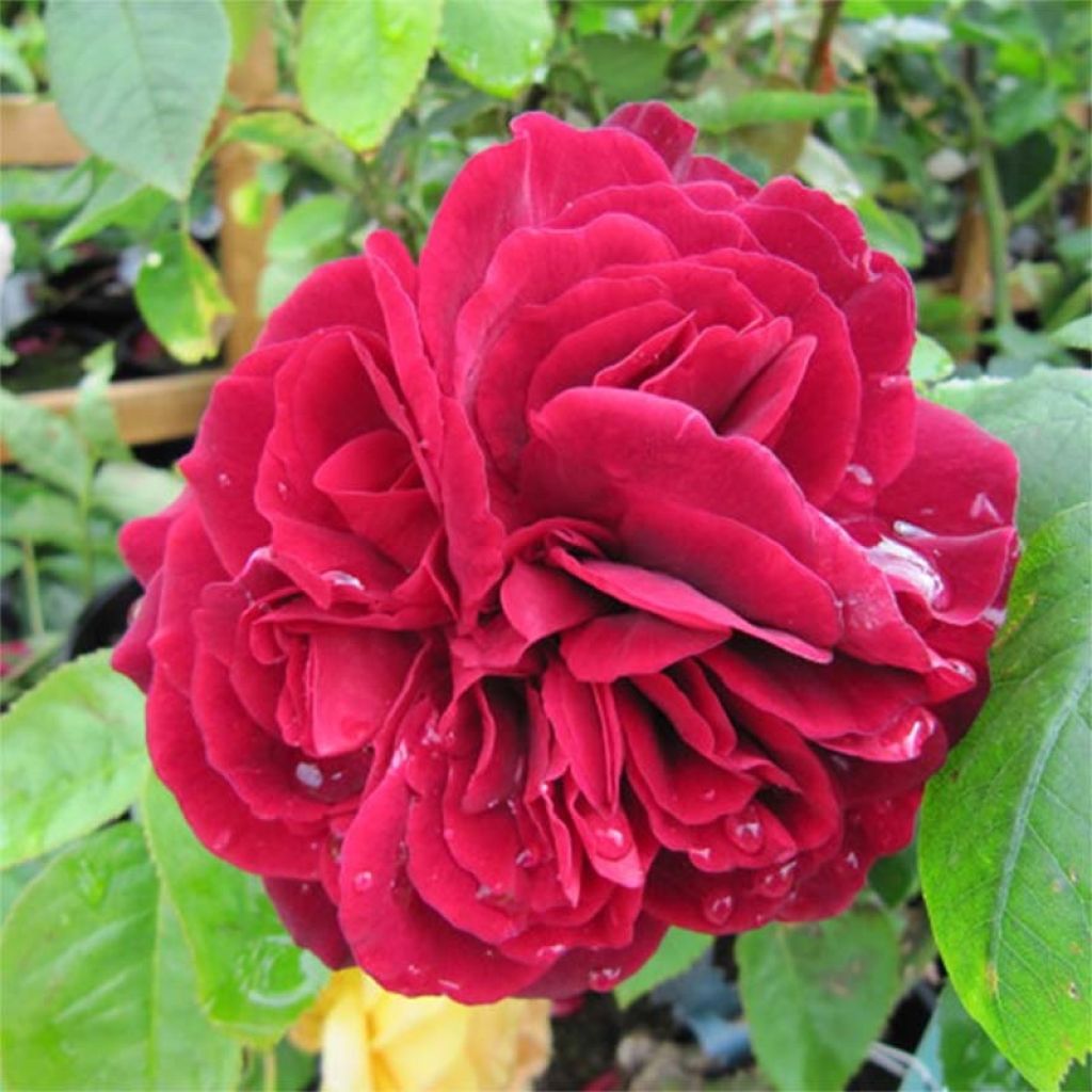 Rosa LD Braithwaite