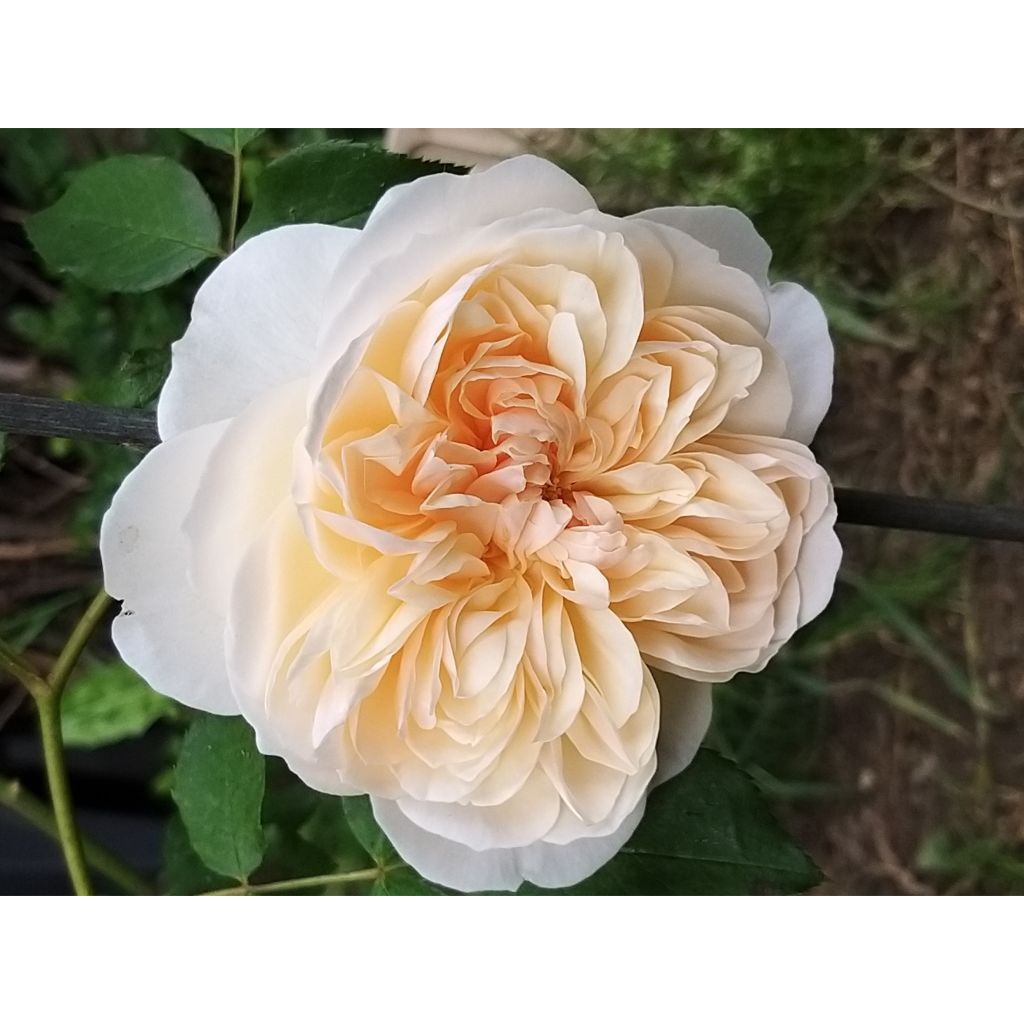 Rosa 'Lichfield Angel' - English Rose