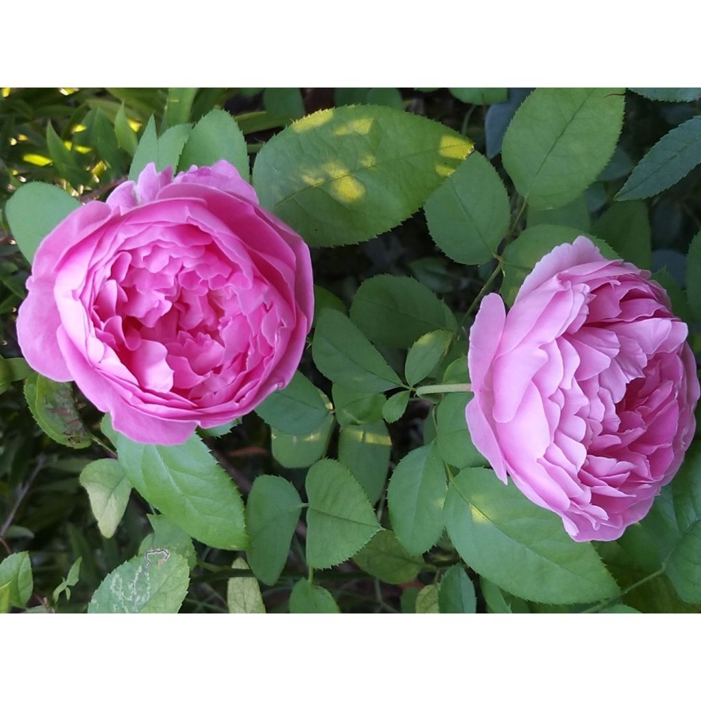 Rosa  Mary Rose - English Shrub Rose