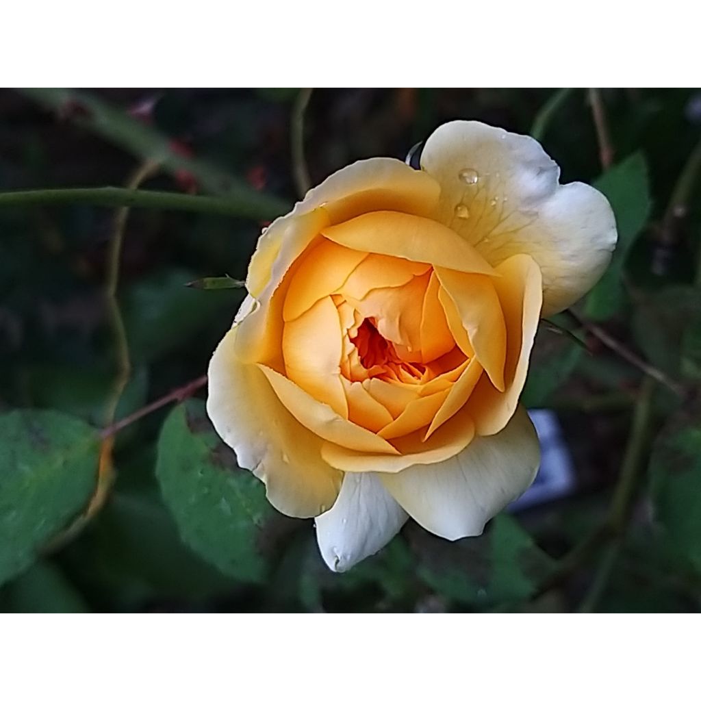 Rosa Molineux Ausmol