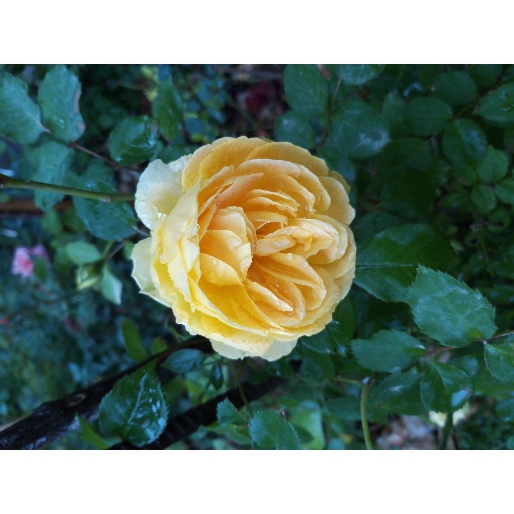 Rosa Molineux Ausmol