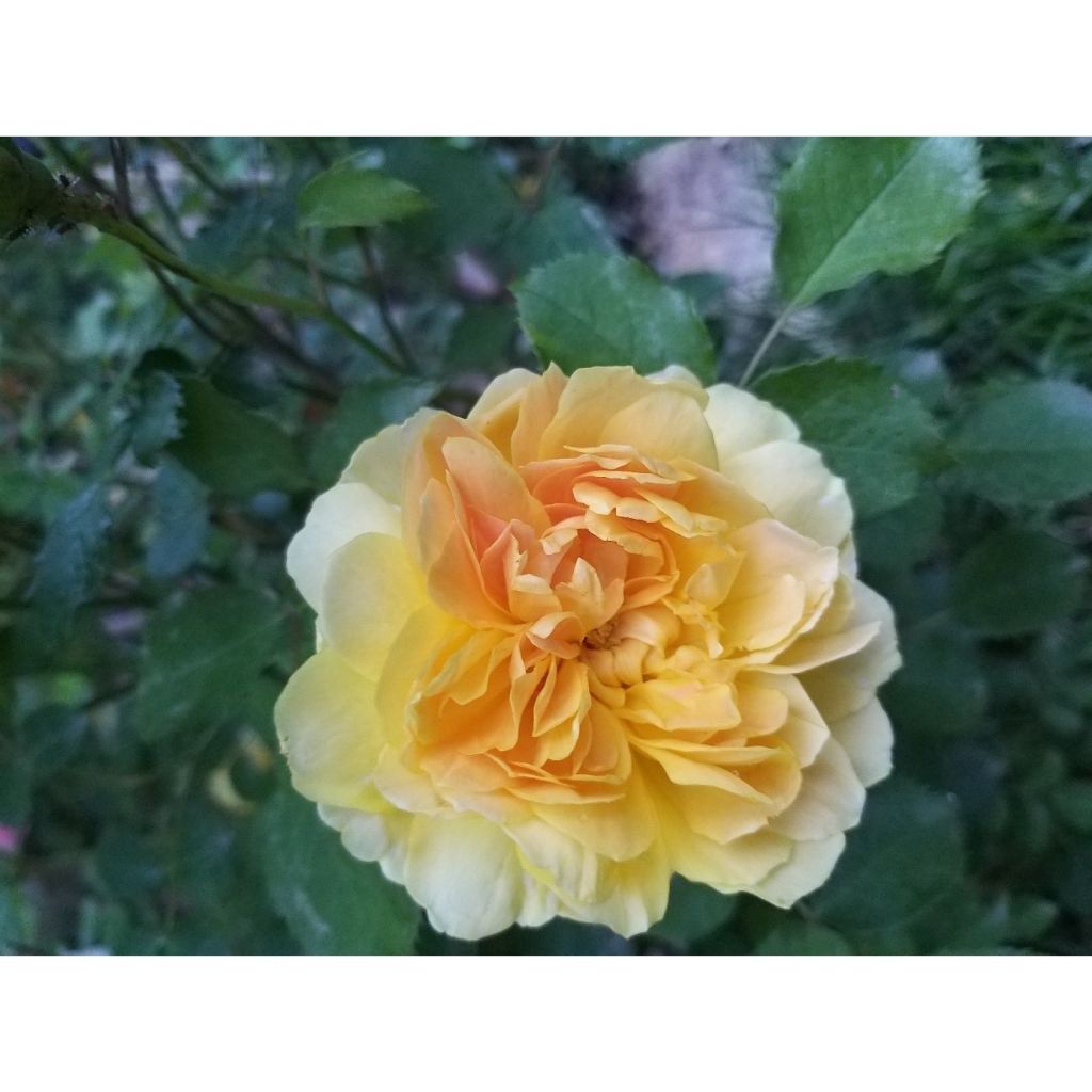 Rosa Molineux Ausmol